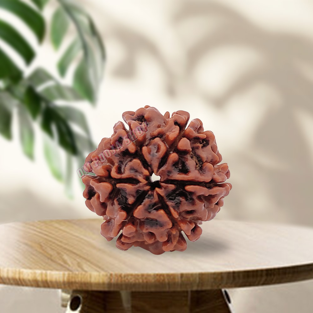 The Spiritual Significance of 6 Muhi Rudraksha: What You Need to Know