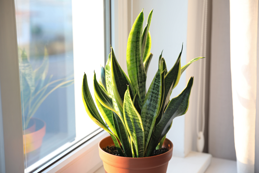 Best Indoor Snake Plants in Dubai, UAE