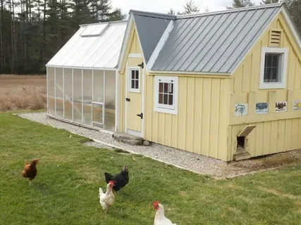 Chicken Shed