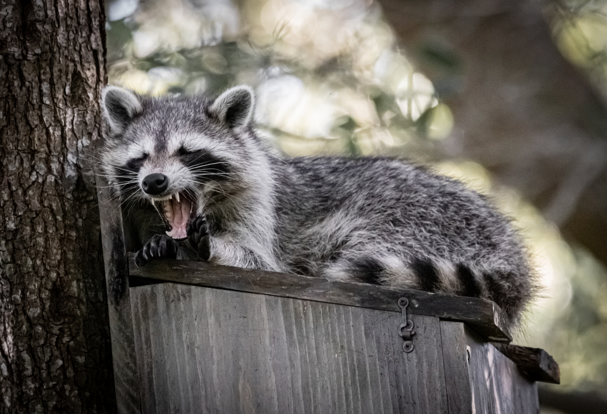 raccoon removal houston