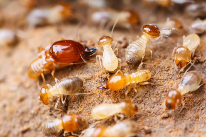 Termite Control Singapore