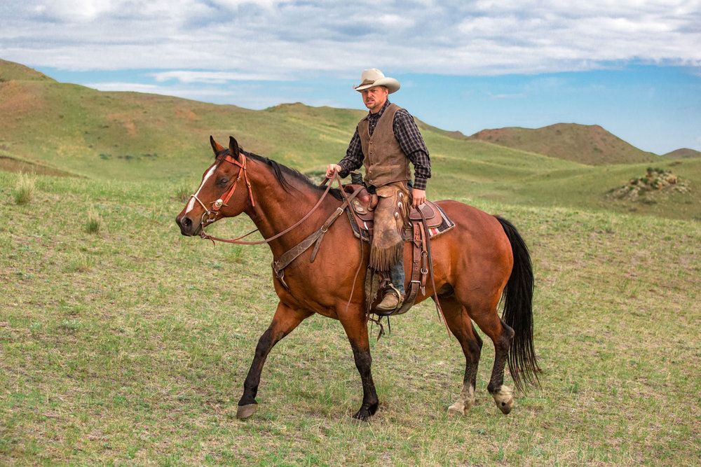 Expressing Love Through the Unique Language of Horses