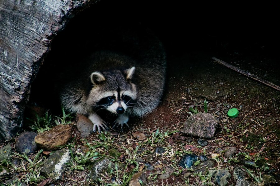 raccoon removal houston