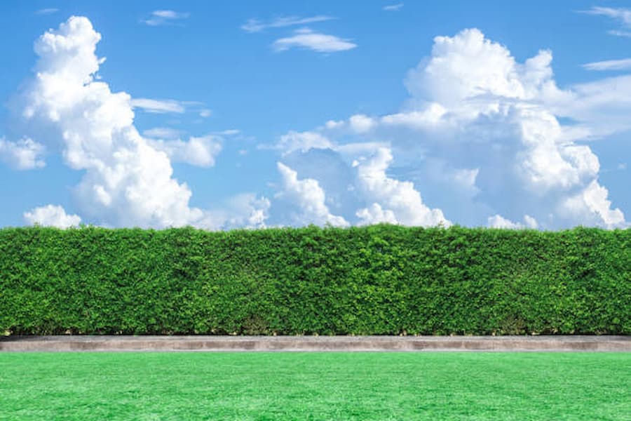 Hedge Trimming